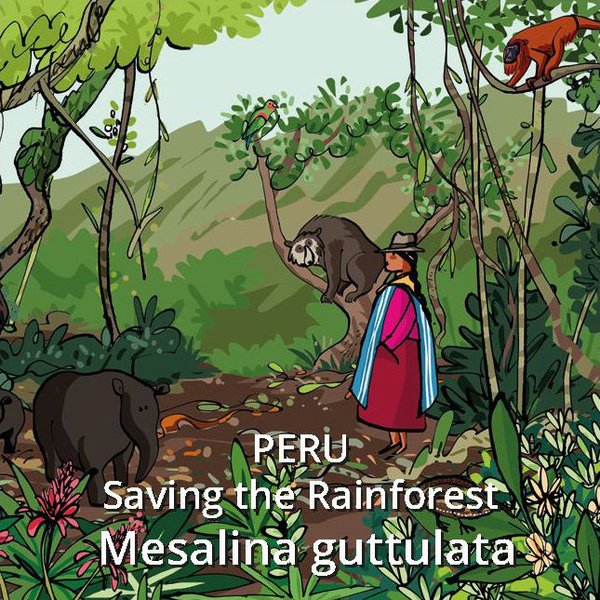 Reservat Peru - Saving the Rainforest - Mesalina guttulata