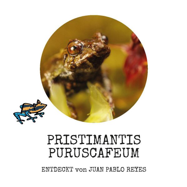 Pristimantis Puruscafeum - Entdeckt von Juan Pablo Reyes