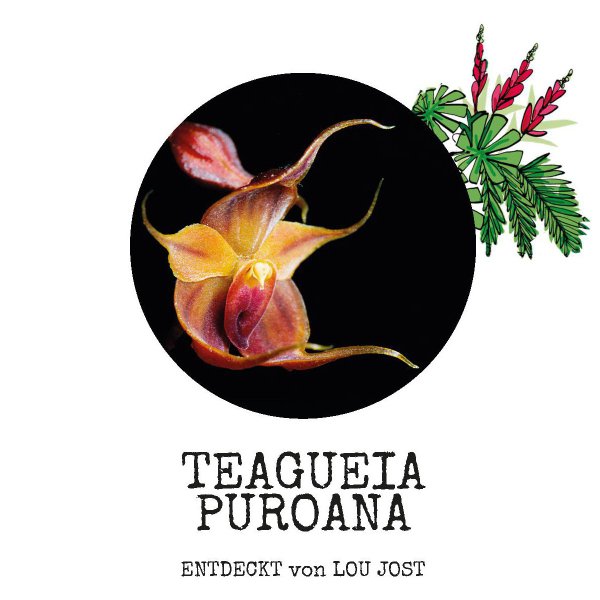 Teagueia Puroana - Entdeckt von Lou Jost